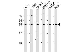 Western Blot at 1:2000 dilution Lane 1: Hela whole cell lysate Lane 2: Jurkat whole cell lysate Lane 3: MCF-7 whole cell lysate Lane 4: 293T/17 whole cell lysate Lane 5: U-2OS whole cell lysate Lane 6: A431 whole cell lysate Lysates/proteins at 20 ug per lane. (RPL14 Antikörper  (AA 117-147))