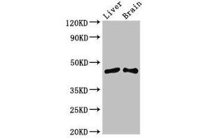 Western Blot Positive WB detected in: Mouse liver tissue, Mouse brain tissue All lanes: SIRT3 antibody at 3. (SIRT3 Antikörper  (AA 20-130))