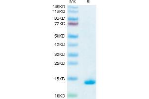 TGFB1 Protein