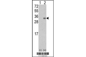 Western blot analysis of VEGF2 using rabbit polyclonal VEGF2 Antibody using 293 cell lysates (2 ug/lane) either nontransfected (Lane 1) or transiently transfected with the VEGF2 gene (Lane 2). (VEGFB Antikörper  (AA 110-139))