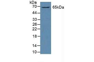 Detection of GATA2 in Human K562 Cells using Polyclonal Antibody to GATA Binding Protein 2 (GATA2) (GATA2 Antikörper  (AA 175-480))