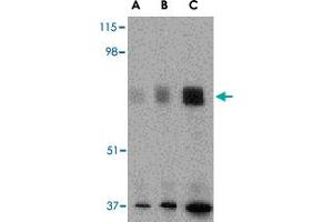 Western blot analysis of MAPKAP1 in human skeletal muscle tissue lysate with MAPKAP1 polyclonal antibody  at (A) 0.