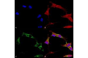 Immunocytochemistry/Immunofluorescence analysis using Mouse Anti-Protocadherin Gamma (pan) Monoclonal Antibody, Clone S159-5 (ABIN1741191). (Protocadherin gamma Antikörper  (AA 808-931) (FITC))