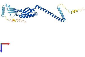 Stomatin Protein (STOM) (AA 1-288) (His tag)