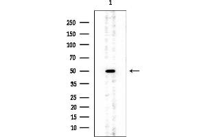 Western blot analysis of lysates from HUVEC cells, using GLUT3 Mouse Monoclonal Antibody at 1/1000 dilution.