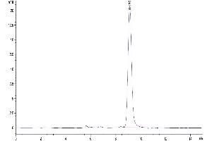 The purity of Mouse Serpin F1/PEDF is greater than 95 % as determined by SEC-HPLC. (PEDF Protein (AA 20-417) (His tag))