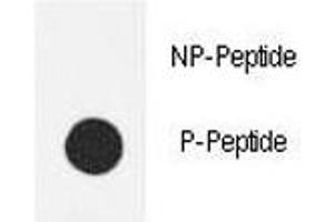Dot blot analysis of phospho-eNos antibody.
