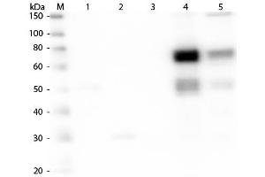 Western Blot of Anti-Rat IgM (mu chain) (GOAT) Antibody . (Ziege anti-Ratte IgM (Heavy Chain) Antikörper (FITC) - Preadsorbed)