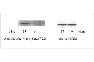 Western Blot (MEK1 ELISA Kit)