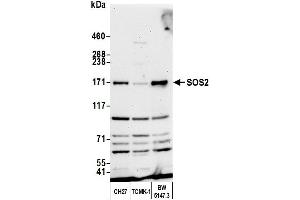 Western Blotting (WB) image for anti-Son of Sevenless Homolog 2 (SOS2) (AA 1282-1332) antibody (ABIN7450757) (SOS2 Antikörper  (AA 1282-1332))