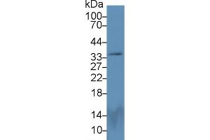 PEX2 Antikörper  (AA 233-305)