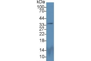 Detection of PEX2 in Rat Cerebrum lysate using Polyclonal Antibody to Peroxisomal Biogenesis Factor 2 (PEX2) (PEX2 Antikörper  (AA 233-305))