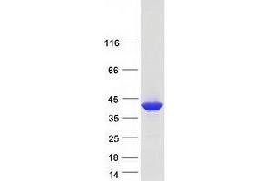 Western Blotting (WB) image for Apurinic/Apyrimidinic Endonuclease 1 (APEX1) (Transcript Variant 2) protein (Myc-DYKDDDDK Tag) (ABIN2714786)