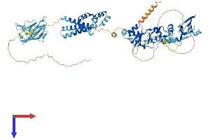 CNNM4 Protein (AA 1-771) (His tag)