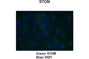 Sample Type: HeLa cells Primary Antibody Dilution: 1:150Secondary Antibody: Goat anti-rabbit-Alexa Fluor 488  Secondary Antibody Dilution: 1:500Color/Signal Descriptions: Green: STOMBlue: DAPI  Gene Name: STOM Submitted by: COCOLA Cinzia, Stem Cell Biology and Cancer Research Unit (Stomatin Antikörper  (C-Term))