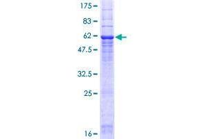 G6PC3 Protein (AA 1-346) (GST tag)