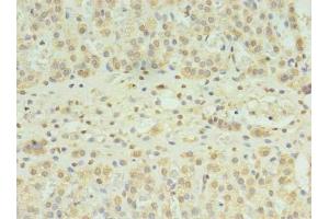 Immunohistochemistry of paraffin-embedded human adrenal gland tissue using ABIN7170152 at dilution of 1:100 (SLC22A24 Antikörper  (AA 37-145))
