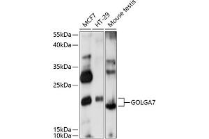 Western blot analysis of extracts of various cell lines, using GOLG antibody (ABIN7267497) at 1:1000 dilution. (Golgin A7 Antikörper  (AA 1-134))