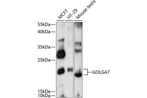 Golgin A7 Antikörper  (AA 1-134)
