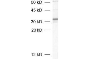 dilution: 1 : 1000, sample: crude synaptosomal fraction of rat brain (P2) (Syntaxin 4 Antikörper  (Cytoplasmic Domain))