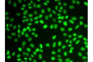 Immunofluorescence (IF) image for anti-Hepatoma-Derived Growth Factor (HDGF) antibody (ABIN1876535) (HDGF Antikörper)