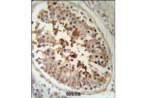 SERPINH1 Antibody (RB18952) IHC analysis in formalin fixed and paraffin embedded human testis tissue followed by peroxidase conjugation of the secondary antibody and DAB staining. (SERPINH1 Antikörper  (AA 169-196))