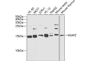 Western blot analysis of extracts of various cell lines, using Histone H2A. (Histone H2A Antikörper  (AA 1-128))