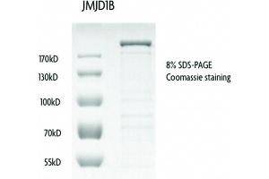 Recombinant JMJD1B / KDM3B protein gel. (KDM3B Protein (DYKDDDDK Tag))