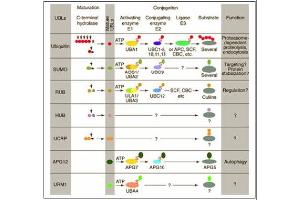 Conjugation pathways for ubiquitin and ubiquitin-like modifiers (UBLs). (Cullin 3 Antikörper  (N-Term))