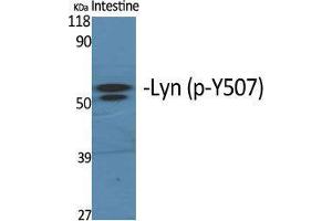 Western Blotting (WB) image for anti-V-Yes-1 Yamaguchi Sarcoma Viral Related Oncogene Homolog (LYN) (pTyr508) antibody (ABIN3182490)