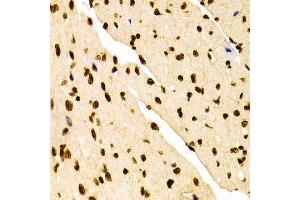 Immunohistochemistry of paraffin-embedded Mouse heart using DiMethyl-Histone H3-K27 antibody. (Histone 3 Antikörper  (H3K27me))