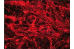 Immunofluorescence image of Myostatin in paraffn section of human finger pad. (MSTN Antikörper)