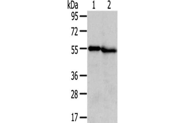 TMPRSS5 anticorps