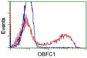 HEK293T cells transfected with either RC200778 overexpress plasmid (Red) or empty vector control plasmid (Blue) were immunostained by anti-OBFC1 antibody (ABIN2454825), and then analyzed by flow cytometry. (OBFC1 Antikörper)