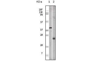 Western blot analysis using ApoM mouse mAb against GST-ApoM recombinant protein (1) and human serum (2). (Apolipoprotein M Antikörper)