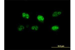 Immunofluorescence (IF) image for anti-F-Box Protein 7 (FBXO7) (AA 1-522) antibody (ABIN1327602)