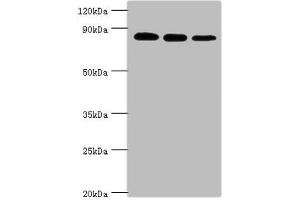 Western Blotting (WB) image for anti-X-Ray Repair Complementing Defective Repair in Chinese Hamster Cells 5 (Double-Strand-Break Rejoining) (XRCC5) (AA 543-732) antibody (ABIN7175904)