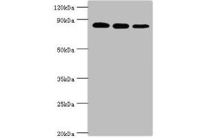 Western blot All lanes: X-ray repair cross-complementing protein 5 antibody at 2 μg/mL Lane 1: A549 whole cell lysate Lane 2: MCF-7 whole cell lysate Lane 3: 293T whole cell lysate Secondary Goat polyclonal to rabbit IgG at 1/10000 dilution Predicted band size: 83 kDa Observed band size: 83 kDa (XRCC5 Antikörper  (AA 543-732))