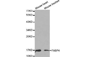 Western blot analysis of extracts of various cell lines, using FABP4 antibody (ABIN5970061) at 1/1000 dilution. (FABP4 Antikörper)