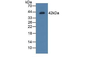 Figure. (LGMN Antikörper  (AA 18-433))