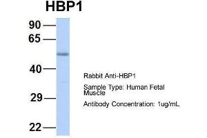 Host:  Rabbit  Target Name:  HBP1  Sample Type:  Human Fetal Muscle  Antibody Dilution:  1. (HBP1 Antikörper  (Middle Region))