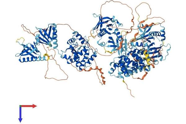 ARAP1 Protein (AA 1-1450) (His tag)