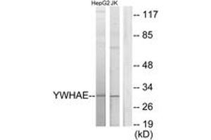Western blot analysis of extracts from HepG2/Jurkat cells, using 14-3-3 epsilon Antibody. (YWHAE Antikörper  (AA 206-255))