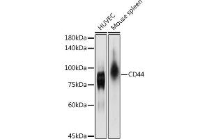 Western blot analysis of extracts of various cell lines, using CD44 antibody (ABIN6127602, ABIN6138193, ABIN6138195 and ABIN7101398) at 1:1000 dilution. (CD44 Antikörper  (AA 148-247))