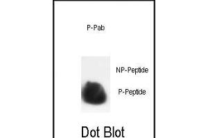 Dot blot analysis of anti-Phospho-HIST1H3B3-S10 Phospho-specific Pab (ABIN389570 and ABIN2839597) on nitrocellulose membrane. (HIST1H3B3 (pSer10) Antikörper)