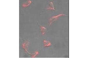 Immunofluorescence (IF) image for anti-Nestin (NES) (AA 1560-1590), (C-Term) antibody (ABIN6242479)
