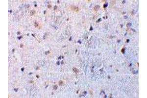 Immunohistochemical staining of rat brain tissue using C1QTNF7 polyclonal antibody  at 10 ug/mL . (CTRP7 Antikörper  (N-Term))