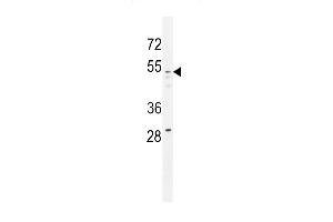 GOG8A Antibody (N-term) (ABIN655146 and ABIN2844767) western blot analysis in 293 cell line lysates (35 μg/lane). (GOLGA8A Antikörper  (N-Term))