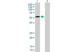 Western Blot analysis of ZNF563 expression in transfected 293T cell line by ZNF563 MaxPab polyclonal antibody.