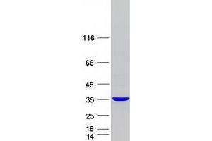 Validation with Western Blot (MEMO1 Protein (Transcript Variant 1) (Myc-DYKDDDDK Tag))